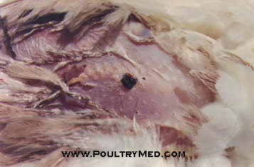 Avian Leukosis/Sarcoma | Viral Diseases | Pathology | Atlases | Poultrymed