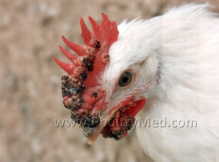 Fowl Pox | Viral Diseases | Pathology | Atlases | Poultrymed